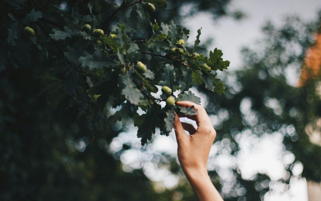 Du batailleur épuisé au guerrier pacifique : les bienfaits de la fleur de Bach chêne