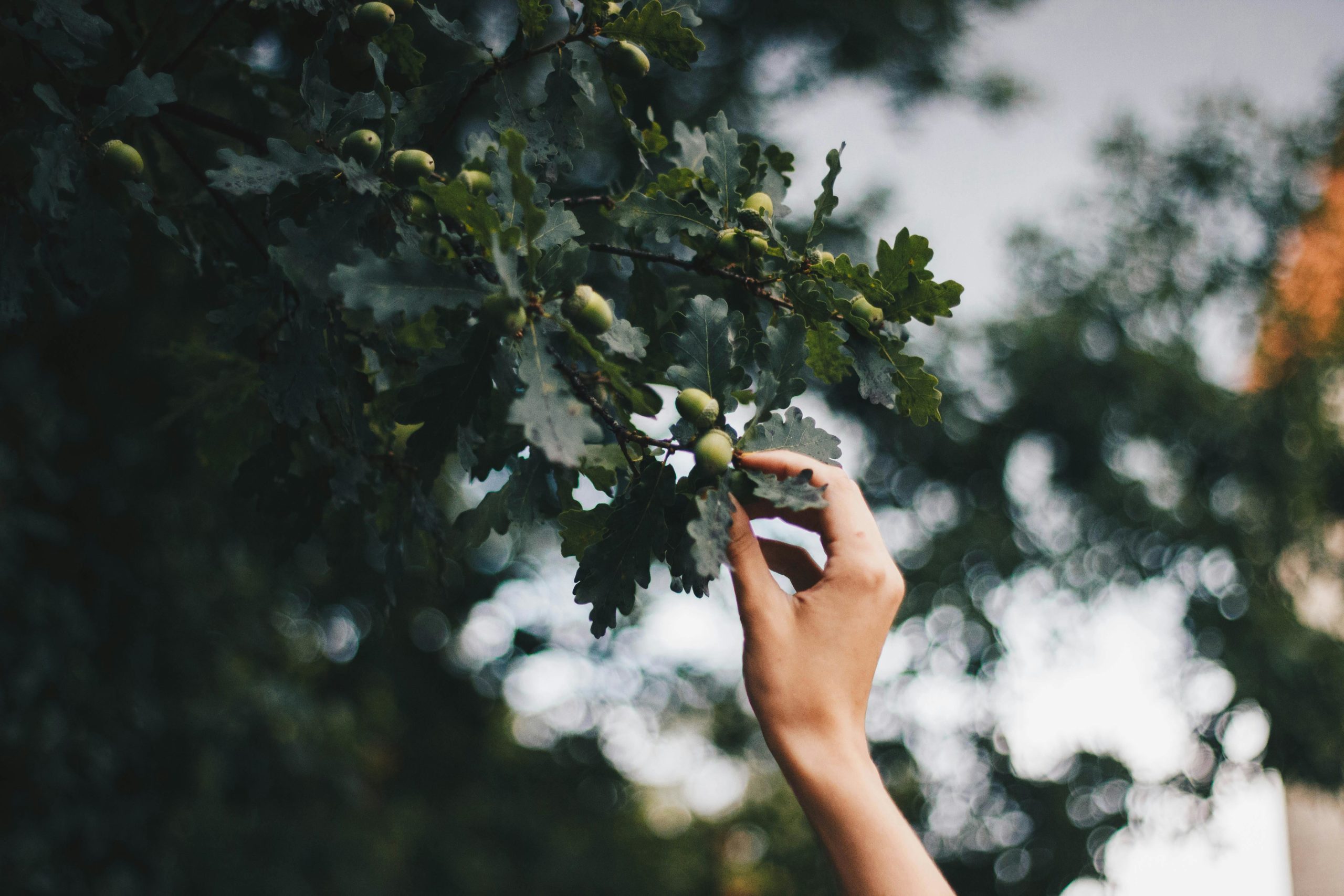 fleur de Bach chêne