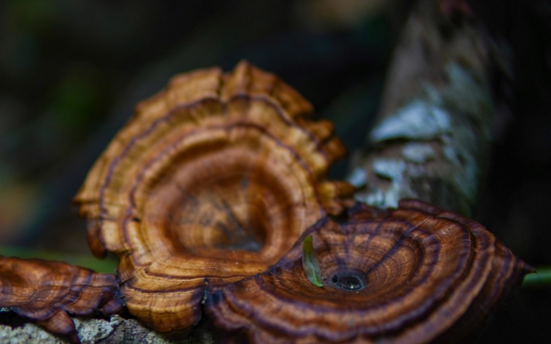 Marine : Découverte de la mycothérapie (champignons médicinaux) au service des femmes